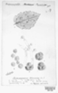 Triphragmium ulmariae image